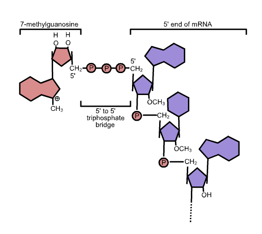 SARS-CoV-2 Spike Glycoprotein RDB mRNA, United Kingdom Variant