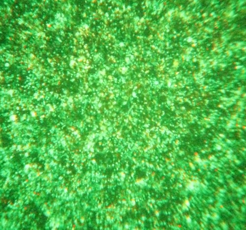 GeneExpresso&trade; Max Transfection Reagent