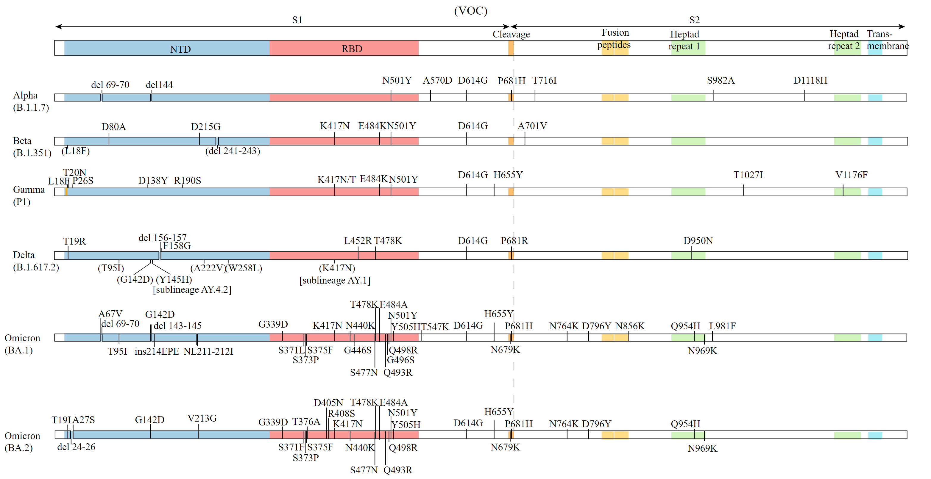 Encapsulated mRNA (RNase-Resistant RNA Standard)