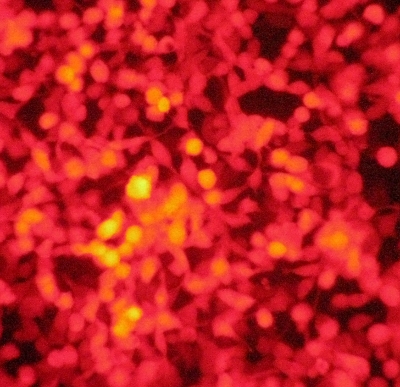 293Expresso&trade;  Transfection Reagent