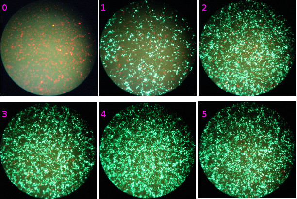 TAT-Cre activity time course