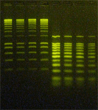 FEB Buffer DNA Gel Example