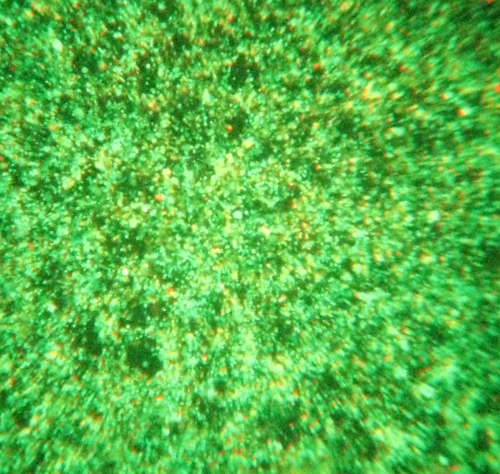 PolyExpress&trade; Tranfection Reagent