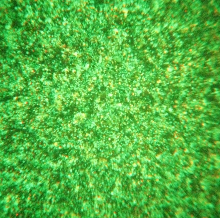 GeneExpresso&trade; Transfection Reagent