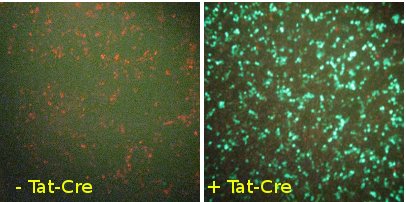 Cre Recombinase, TAT-Cre (Tat-NLS-Cre,  HTNC, HTNCre)
