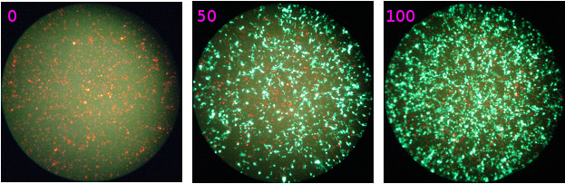 Cre Recombinase, TAT-Cre (Tat-NLS-Cre, HTNC, HTNCre), Endotoxin-free