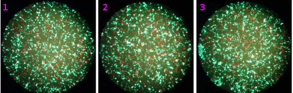 Lyophilized Cre activity