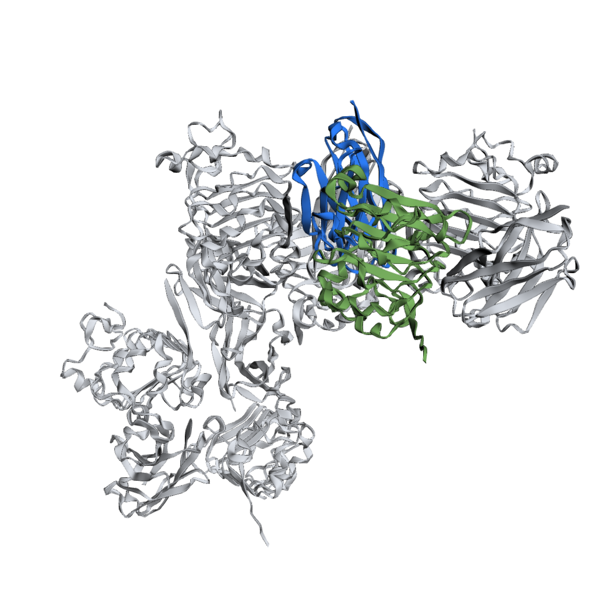 Anti-EGFR Nanobody (VHH), Recombinant, Purified