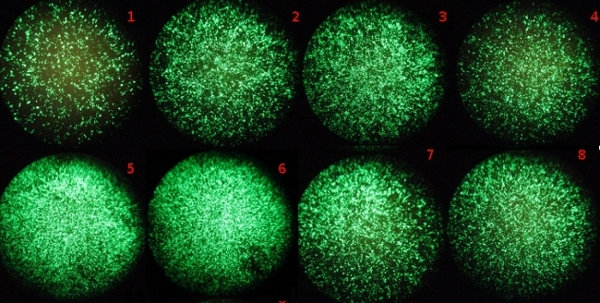 Transfection efficiency comparison graph