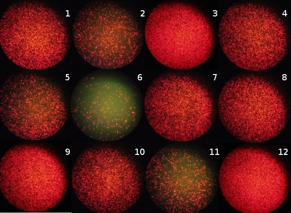 Transfection efficiency comparison plate