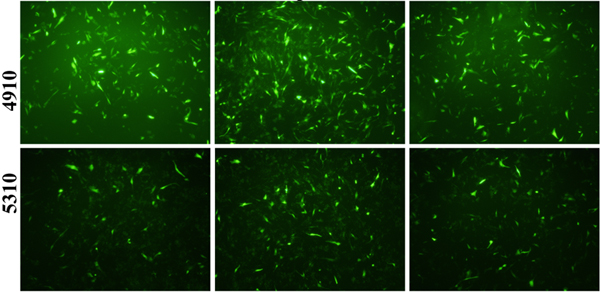 Transfection efficiency in glioma xenograft cells