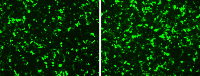 FACS analysis of transfection efficiency