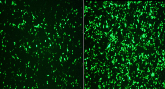 Transfection efficiency comparison in HEK293 cells