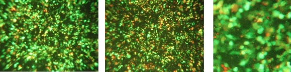 Transfection efficiency in HEK293 cells